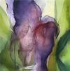Iris 24 x 24